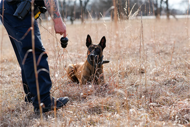 K9 Mack staring intently at his favorite reward toy.