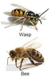 Bugsafety1