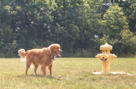 Mutt-Run-featured-image.jpg