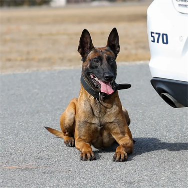 K9 Mack heeling